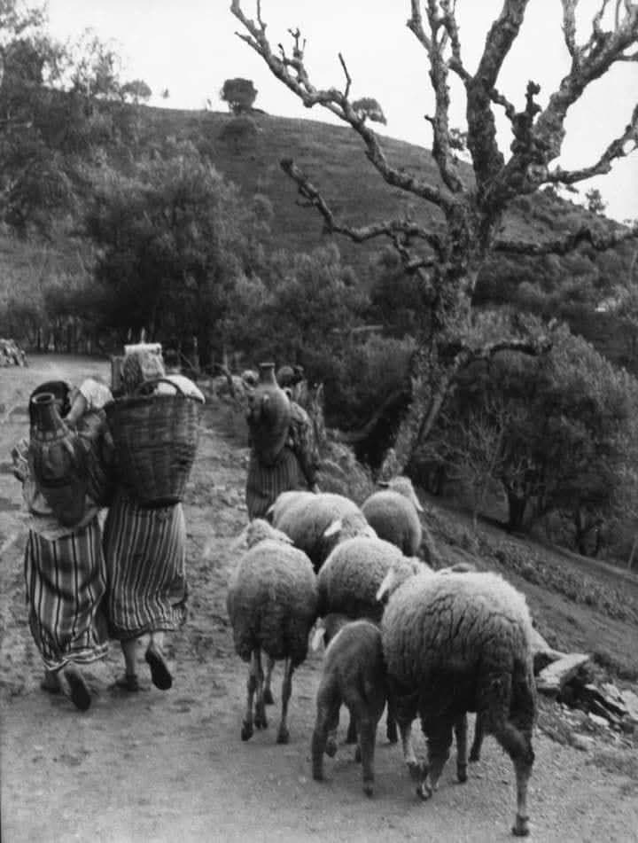 Femmes portant des jarres et des paniers sur un chemin, accompagnées d’un troupeau de moutons